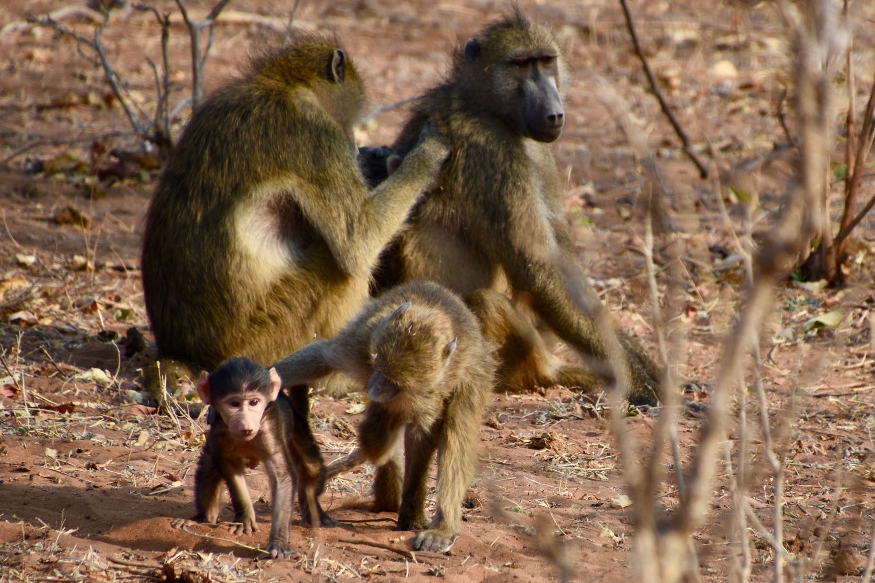 Baboon Family Drama